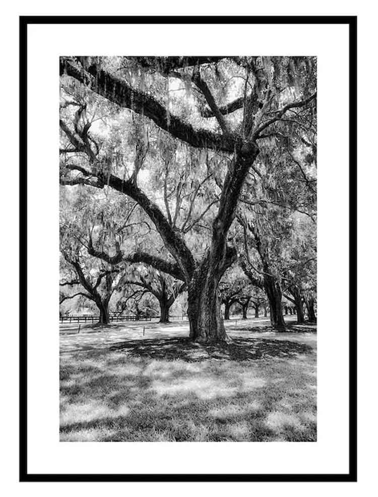 Black and white frame photo of tree